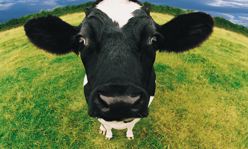 Een koe met een GoPro: de toekomst van de melkveehouderij?